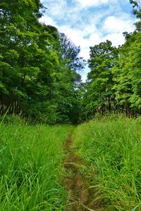 Trees on grassy field