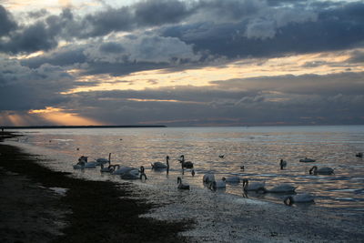Scenic view of swans on the beach against sky during sunset