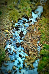 Close-up of lichen on puddle