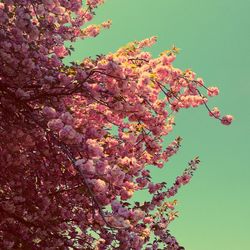 Low angle view of pink flowers blooming on tree