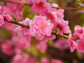 Close-up of bee on pink flower blooming outdoors