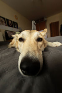 Close-up portrait of a dog at home