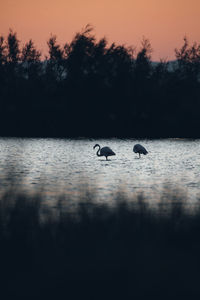 Flamingos in a lake