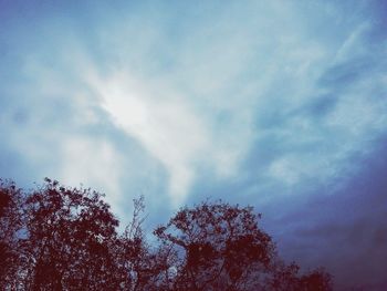 Low angle view of trees against sky