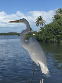 View of heron in lake