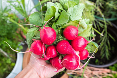 Cropped hand holding strawberries