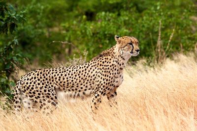 Cheetah standing in grass