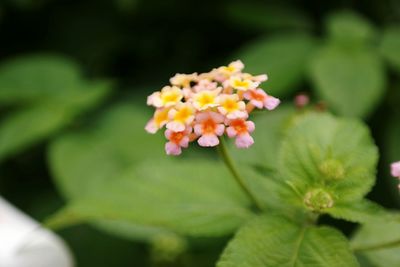 Close-up of fresh white yellow flowers blooming outdoors