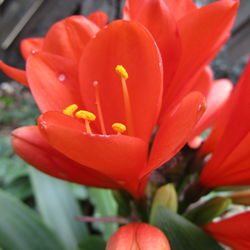 Close-up of red flowers