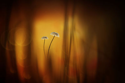 Close-up of flowering plants at sunset