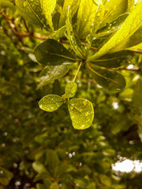 Close-up of fresh green leaves with water drops