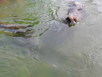 High angle view of turtle swimming in water