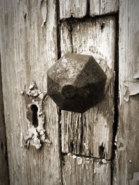 Close-up of snake on wooden door