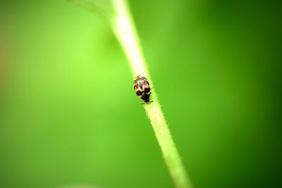 Close-up of insect on leaf