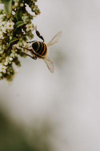 Close-up of bee pollinating flower