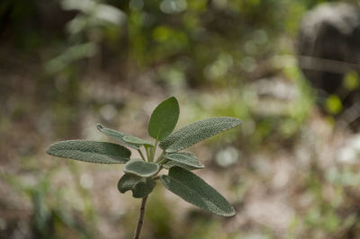 Close-up of green plant