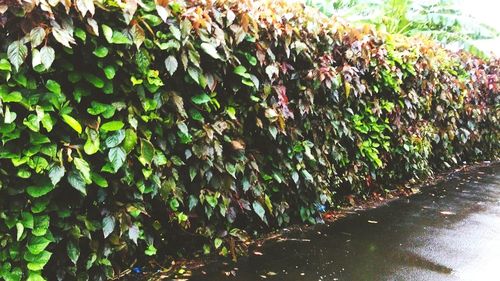 Close-up of ivy growing on plant