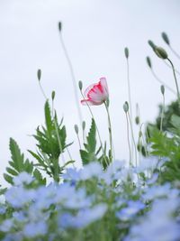 Close-up of pink flowering plant