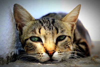 Close-up portrait of a cat