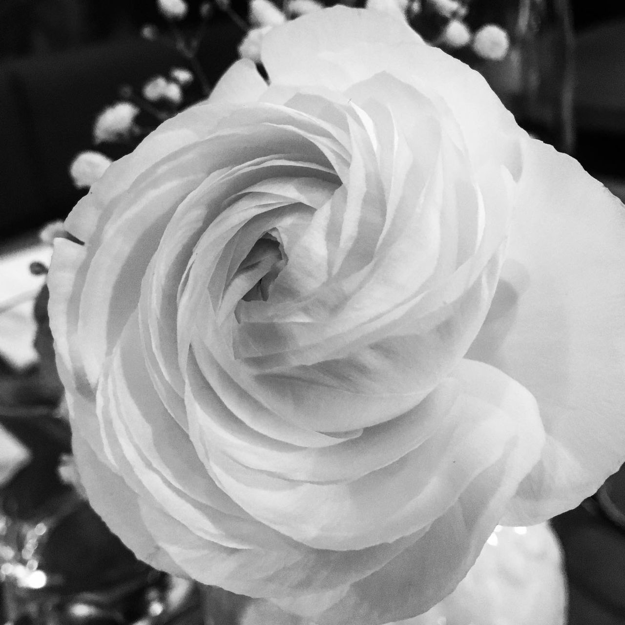 CLOSE-UP OF ROSE AGAINST WHITE ROSES