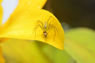 Spider with prey