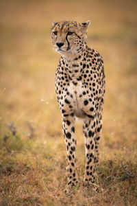 Cheetah on grassy field 