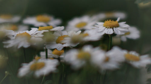 Close-up of white daisy flowers