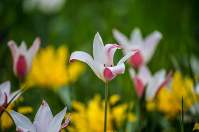 Close-up of white flowering plant on field