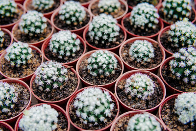 Full frame shot of potted plants