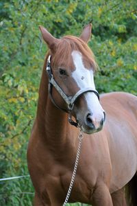 Close-up of horse