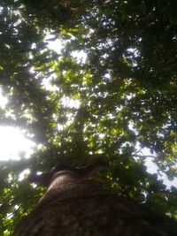 Low angle view of tree against sky