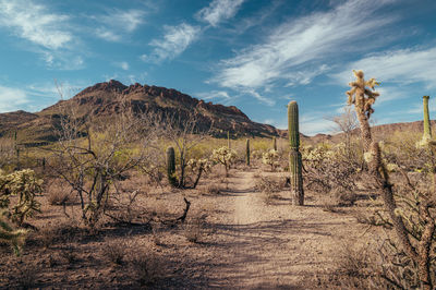 Saguaro cactus next to hiking trail in tucson, arizona.