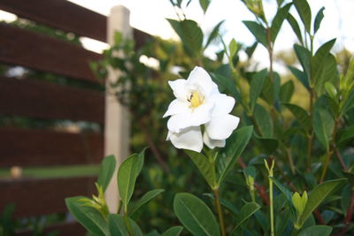 Close-up of white flowers blooming outdoors