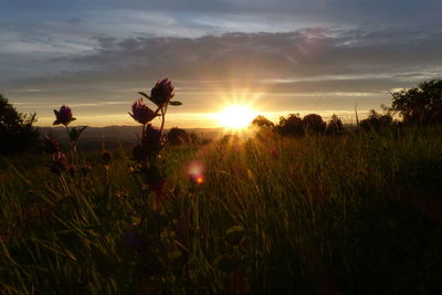 Scenic view of grassy field against sky during sunset