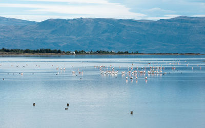 Birds in a lake