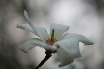 Close-up of white flowers