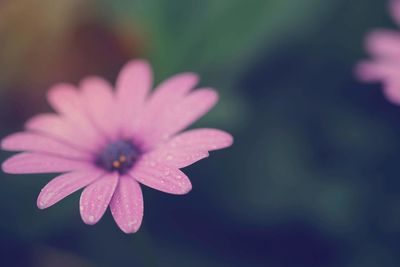 Close-up of pink flower blooming outdoors