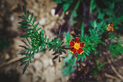 High angle view of flowering plants on field