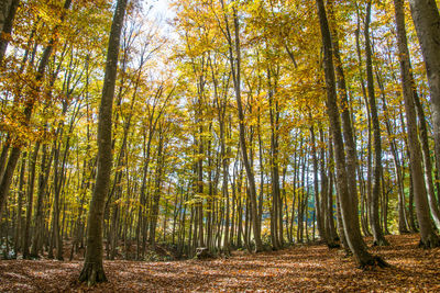 Trees in forest during autumn