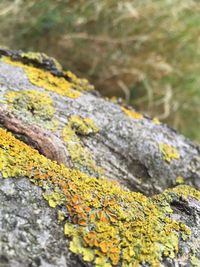 Close-up of moss on tree trunk