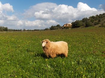 Sheep grazing on grassy field against cloudy sky