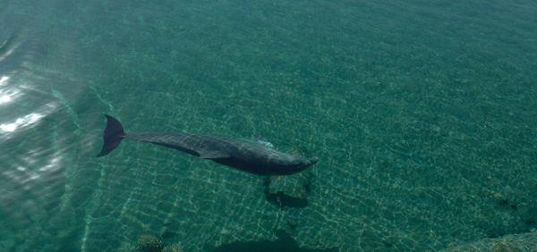 High angle view of fish swimming in sea