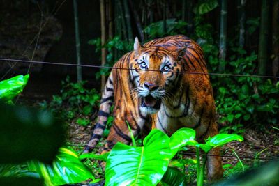 Close-up of a cat in a forest