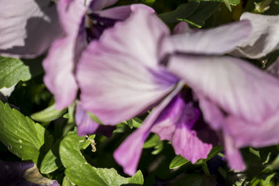 Close-up of purple flowers