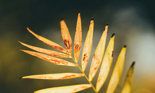 Close-up of yellow flowering plant