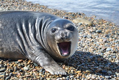 Close-up of turtle on beach