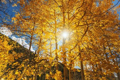 Low angle view of sunlight streaming through tree during autumn