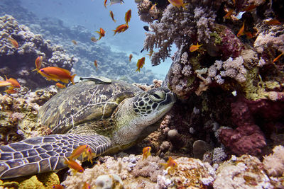 Close-up of turtle relaxing on the reef