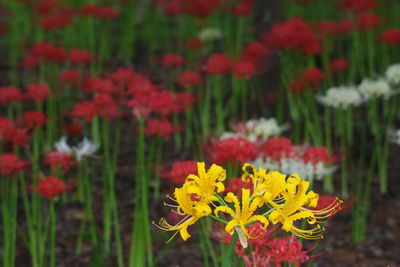 Close-up of yellow flowering plant on field