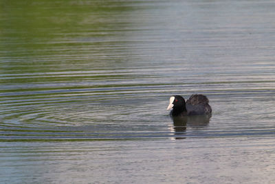 Swan swimming in lake